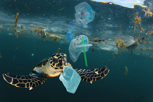 Garn aus 55% Meeresplastik, der Rest aus bilologisch angebauter Baumwolle